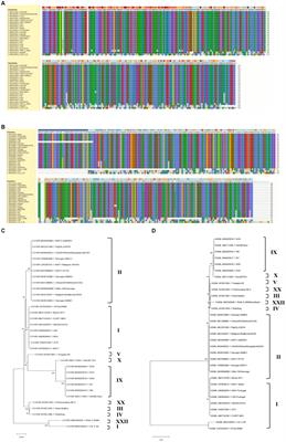 African swine fever virus RNA polymerase subunits C315R and H359L inhibition host translation by activating the PKR-eIF2a pathway and suppression inflammatory responses